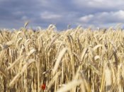 Когда Украина начнёт жатву? Аномальная погода сдвинула сроки на 3 недели