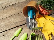 Рослини будуть рости ідеально