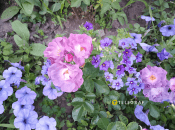 Какие посадить флоксы, петунии и розы, чтобы они идеально сочетались