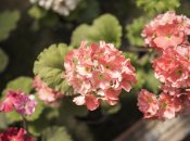 Березень — ідеальний час для обрізання герані