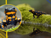 Пятнистая саламандра