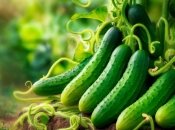 Огірки вимагають правильного догляду  (зображення створено за допомогою ШІ)