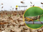 Сарана у Дніпропетровській області