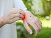 Чим відлякати комарів, аби не літали в домі