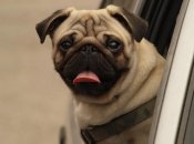 Мопси швидко втомлюються та люблять відпочинок