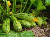 Вирощування кабачків