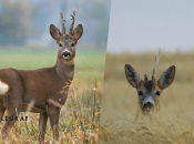 Сарна европейская