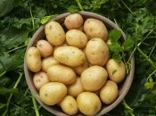 Чтобы получить большой урожай, нужно знать определенные секреты (изображение создано с помощью ИИ)