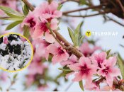 Что будет с плодовыми деревьями из-за заморозков