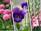 Не все знают, что эти цветы на украинском называются "стокротки", "братчики" и "косарики"