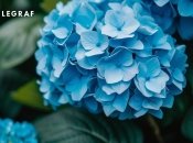 Если вы верите в приметы, лучше не принимать в дар гортензии (изображение создано с помощью ИИ)