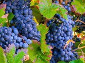 Чем удобрить виноград в июне