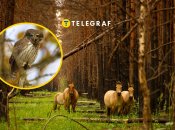 У Чорнобильському заповіднику "засвітився" унікальний хижак