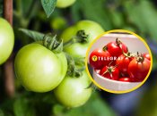 Помидоры созреют быстрее, если знать этот простой лайфхак