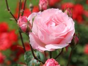 Розам требуется солнечный свет