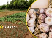 Можна виростити другий врожай, а можна збагатити ґрунт