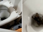 Вот такой гость иногда заплывает в квартиры жителей российской глубинки