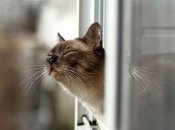 Открытые источники