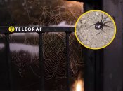 Павук стеатода