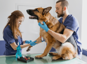 Животным, как и людям, делают анализы