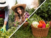 Посадка овощей и зелени в июле 2025