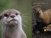 Выдра речная