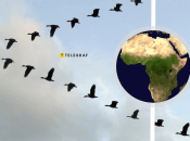 Перелетные птицы погибают во время полета