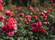 Троянди зацвітатимуть раніше і довше радуватимуть своєю красою