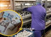Агрофірма у пошуках збиральниць грибів
