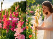 Гладіолуси стануть окрасою будь-якої клумби