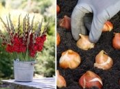 Виростити красиві гладіолуси можна тільки з якісних цибулин