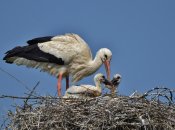 Лелеки полюють на курчат?