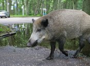 Несколько диких вепрей устроили погром в Ростове