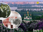 Киев, кот и Киев весной