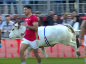 Бык вырвался из рук своего дрессировщика