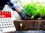 В сентябре можно посадить зелень, такую как петрушка, мята, розмарин, тимьян и руккола