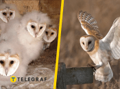 Сипухи, ілюстративне фото