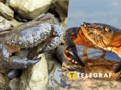 Каменный краб