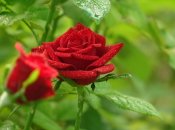 Розы в саду нуждаются в постоянной заботе