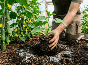 Триходерма захистить ваші посіви