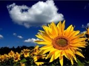 Щирі вітання з Днем незалежності України 2016: привітайте близьких зі святом Незалежності