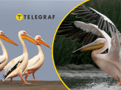 Розовые пеликаны, иллюстративный фото.