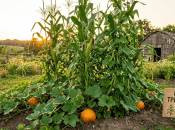 Три урожая с одного участка: это огород "Три сестры"от коренных американцев