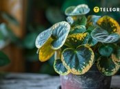 Фиалка требует правильного ухода (изображение создано с помощью ИИ)