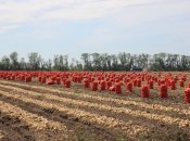 Сбор лука в поле