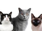 Кумедний тест з котиками для настрою