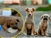 Безпритульні собаки в Одесі