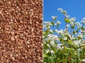 Урожай гречихи начнет влиять на цены лишь в ноябре