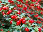 Какие растения не замерзают зимой