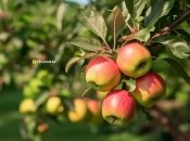 Яблоня даст хороший урожай